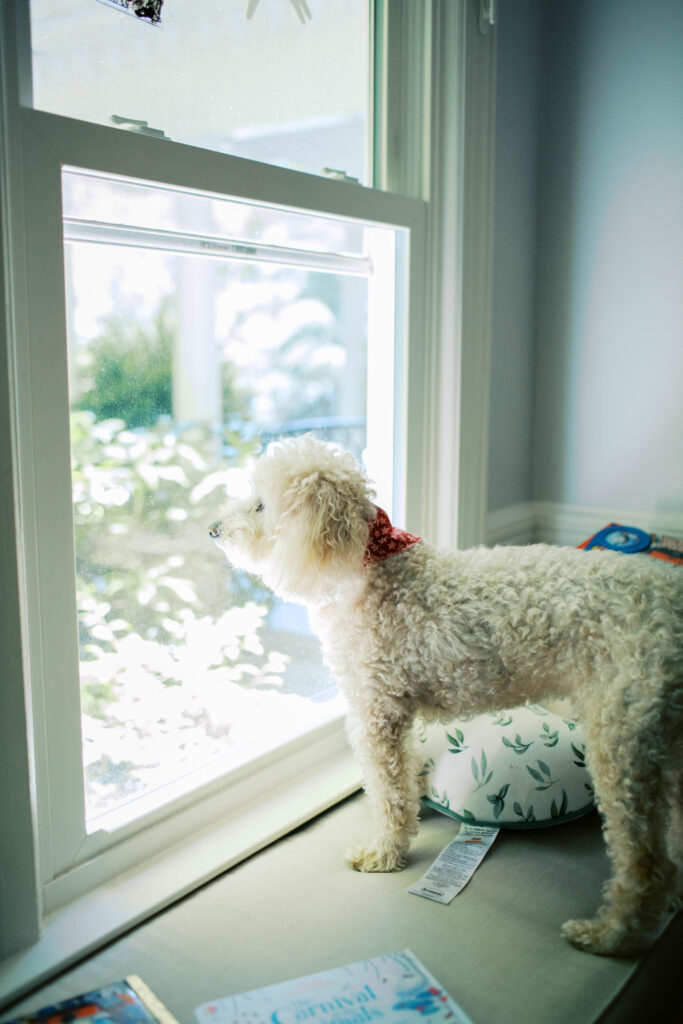 dog looking out window