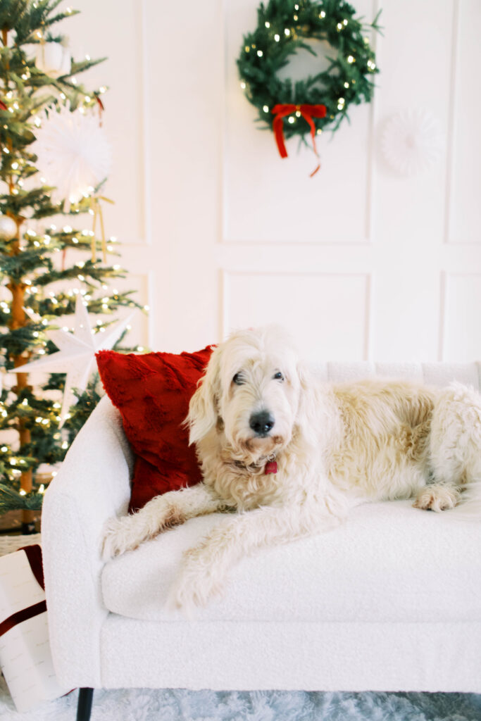 dog sitting on a white couch in a studio decorated for chritmas 